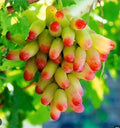 Manicure Fingers Grapes Cuttings - 3 Fresh Rooting Cuttings - Vitis vinifera (Variety)