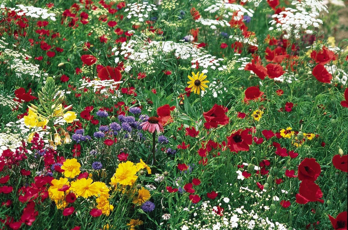 Butterfly Wildflower Mix - Fresh Seeds for Pollinators - Diverse Native Varieties - Perfect for Gardens and Landscapes