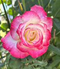Large Fragrant Double Delight Rose - 5 Stems for Planting - Rosa 'Double Delight' - USA