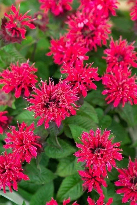 Bee Balm Live Plant, 4" Pot, 'Bee Happy' Monarda, Cheery Red Flowers with Dark Center, Perennial Garden Plant