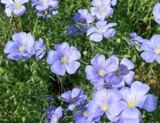 Blue Lewisii Flax Seeds - 100 Fresh Seeds - Linum lewisii - Free Shipping in the US