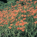 5 Orange Daylily Bulbs | Tawny Day Lily | Hemerocallis fulva | Wildflower Roots for Medicinal Use | Appalachian Grown
