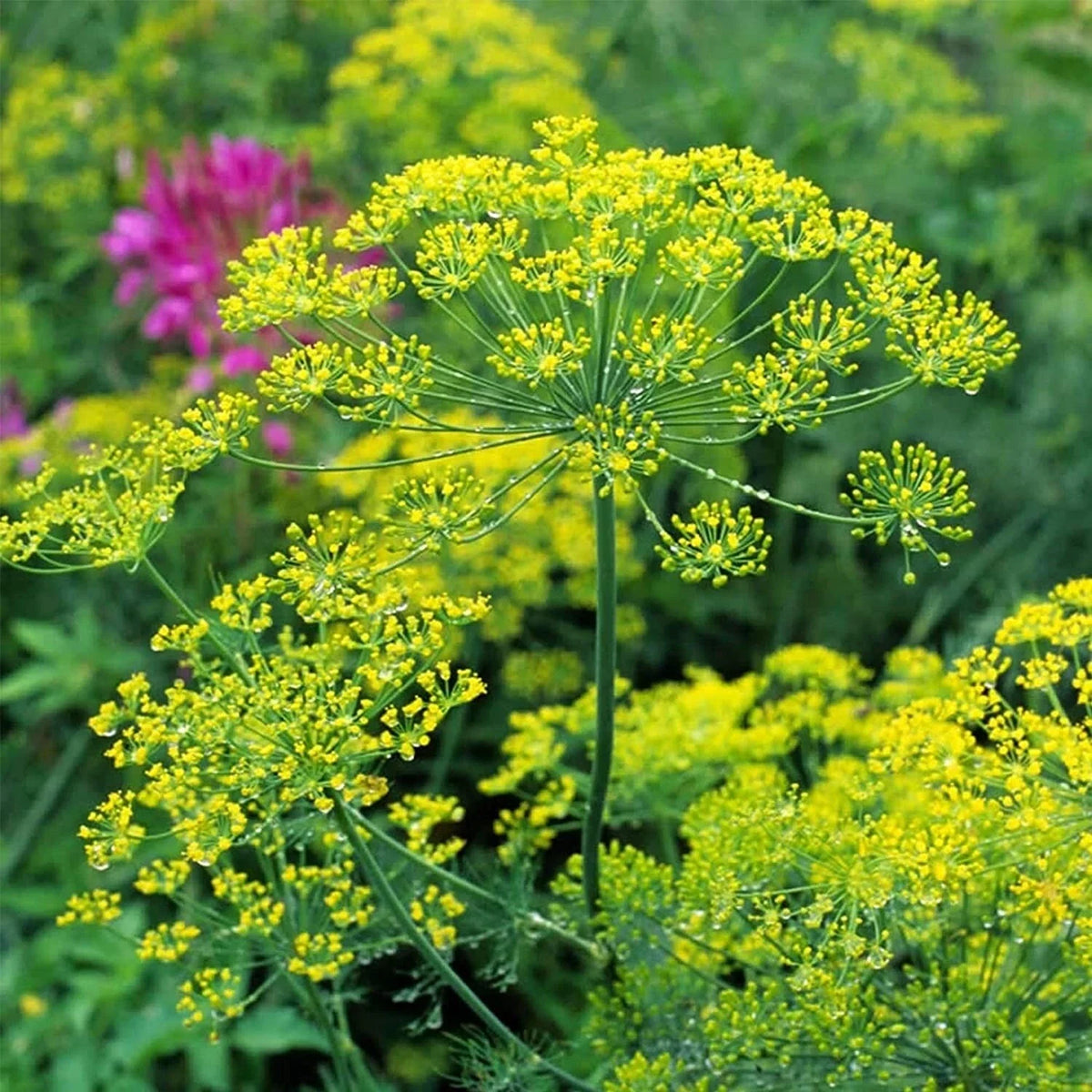 Bouquet Dill Seeds - 150+ Seeds - Anethum graveolens - Culinary Herb for Gardens and Pots