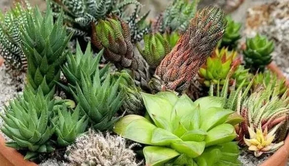 30Pcs Mixed Succulent Seeds - Haworthia Variety - Ideal for Home Gardening - Perfect for Indoor Plant Lovers