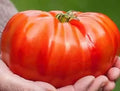 Beefsteak Tomato Seeds - Organic Heirloom - NON GMO - 10+ Seeds - Solanum lycopersicum