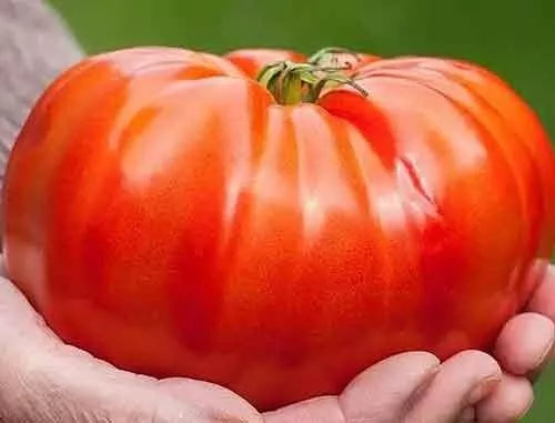 Beefsteak Tomato Seeds - Organic Heirloom - NON GMO - 10+ Seeds - Solanum lycopersicum