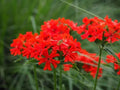 Maltese Scarlett Cross Seeds - Lychnis chalcedonica - 50+ Seeds, Vibrant Red Blooms, Easy to Grow, Garden Flowers