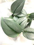 Scindapsus Treubii 'Moonlight' Starter Plant - Rooted Houseplant, Rare Indoor Greenery, Easy Care Plant