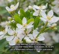 Choisya Ternata Live Plant - Mexican Orange Blossom - 1 Gallon Pot - Fragrant Evergreen Shrub