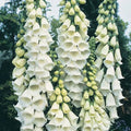 Alba Foxglove Seeds | 100 - 2,000 Seeds | Non-GMO Digitalis purpurea 'Alba' | Perennial Flower Seeds