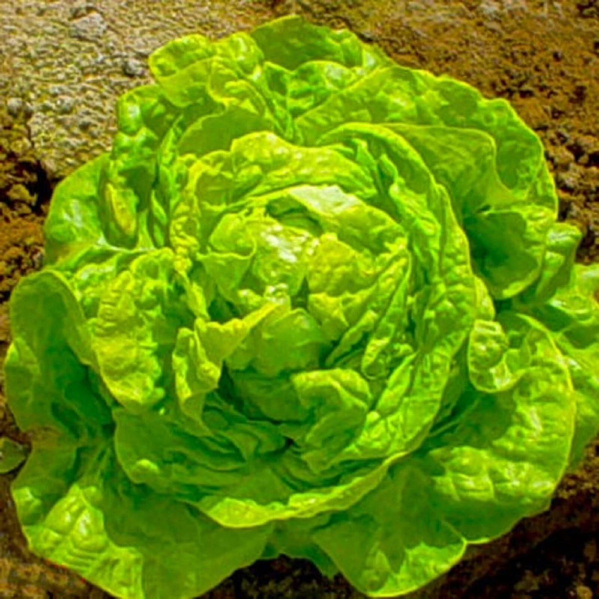 Boston Butterhead Lettuce Seeds - 500+ Non-GMO Seeds - White Variety - Lactuca sativa