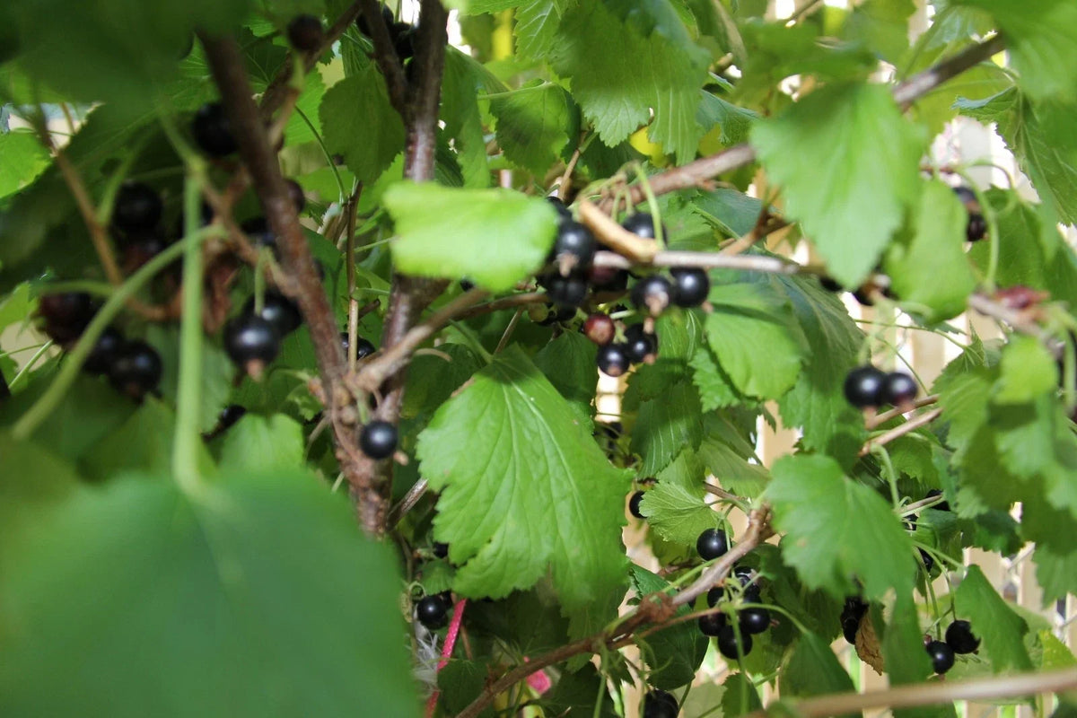 Black Currant Live Plant - 2 Year Old, 18-25” Tall, Ribes nigrum
