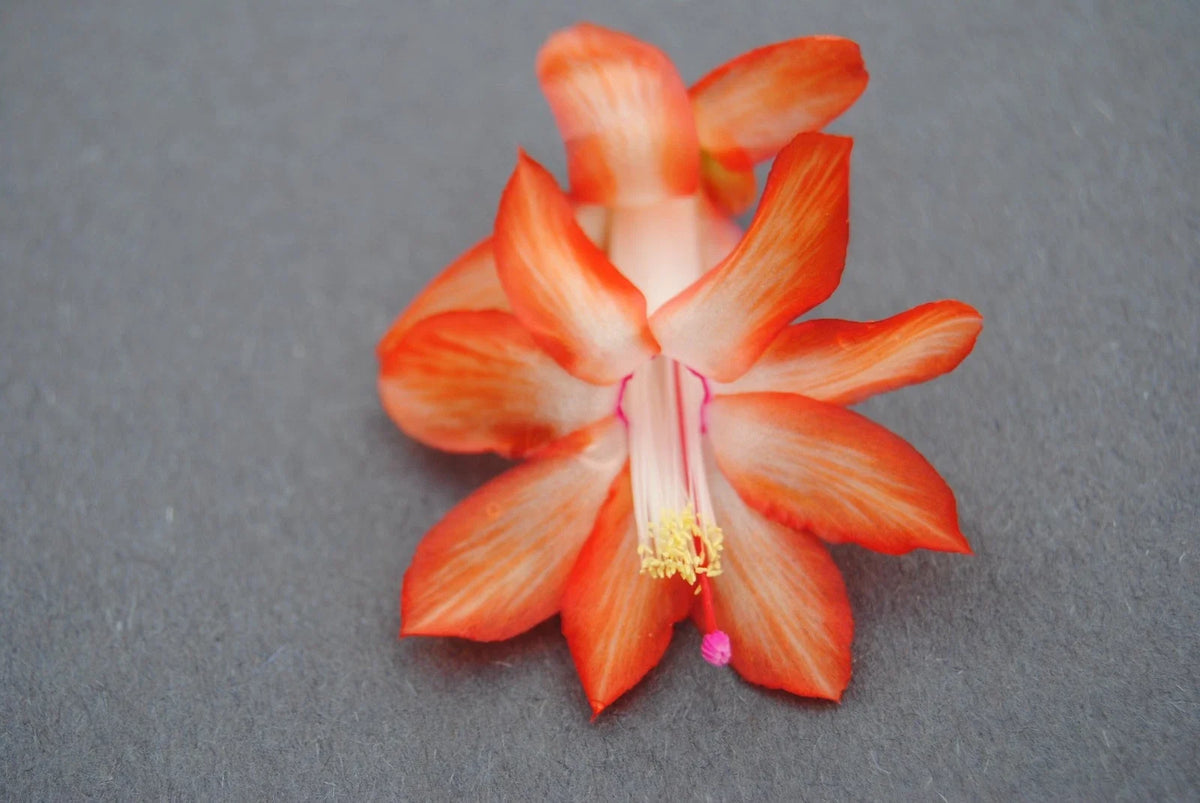 Christmas Cactus Starter Plant - Healthy Well Rooted Stephanie Variety - Schlumbergera Truncata