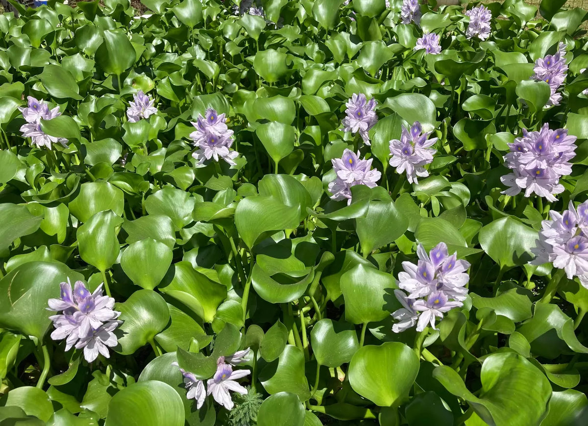 30 Medium Water Hyacinth Floating Plants - Healthy Aquatic Algaecide for Ponds and Tanks - Eichhornia crassipes