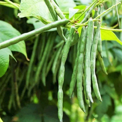 Jade Green Bean Seeds - Slender Haricot Vert - Perfect for 2025 Planting - Phaseolus vulgaris