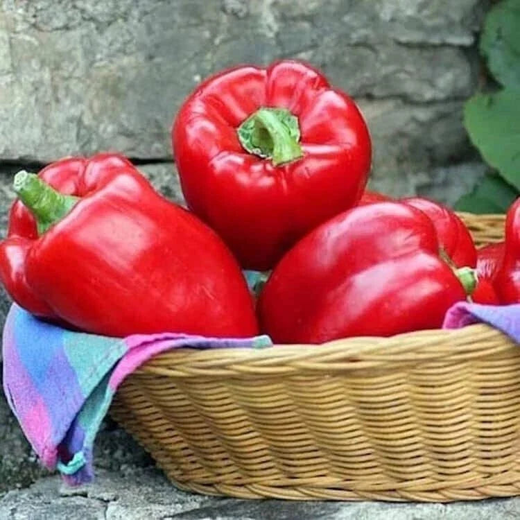 Big Red Sweet Bell Pepper Seeds - Non-GMO Heirloom Variety - Capsicum annuum - With Tracking