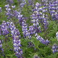 Arroyo Lupine Plant - 25+ Beautiful Purple Flowers - Lupinus succulentus