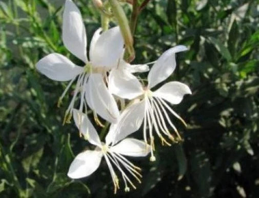 Gaura lindheimeri Seeds - 15 Fresh Wildflower Seeds for Garden Planting - Pink Gaura Blossoms