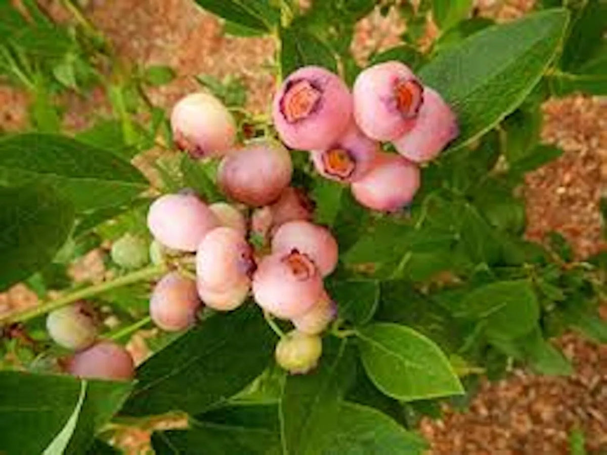 Pink Popcorn® Blueberry Plant Plug - 5 Pack - Vaccinium corymbosum - Pink Berries, Compact Bush, Self-Pollinating, Edible