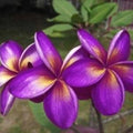 Plumeria Seeds - 5 Pack - Purple Yellow Flowers - Perennial Plant (Plumeria spp.)