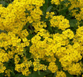 Alyssum Seeds 200+ Basket of Gold Yellow Flower Annual Garden Seeds Lobularia maritima
