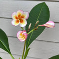 Fireblast Plumeria Cutting - Mid Cut - Tropical Flowering Plant - Plumeria spp. - Perfect for Gardens and Landscapes