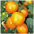Heirloom Tomato Seeds Garden Collection 4 - Non-GMO Varieties for Home Gardening - Solanum lycopersicum