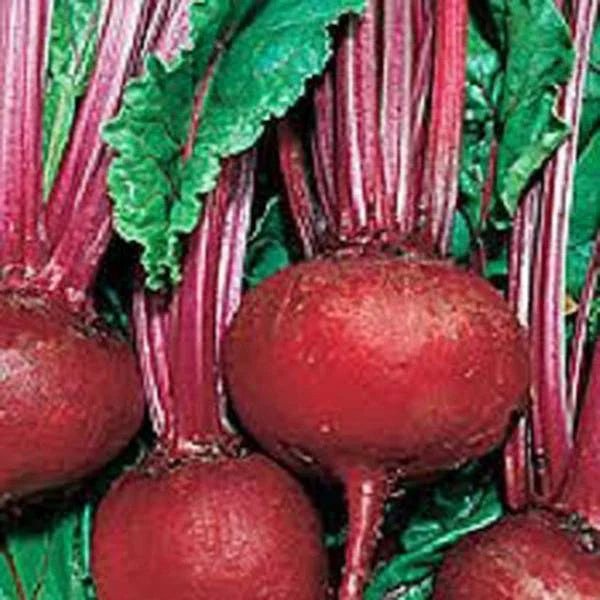 Beet Seeds - 50+ Heirloom Detroit Dark Red Non-GMO Sweet Beet Seeds - Garden Vegetable for Planting