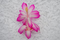Christmas Cactus Starter Plant - Small Healthy Rocket Variety - Schlumbergera Truncata - Well Rooted for Easy Growth