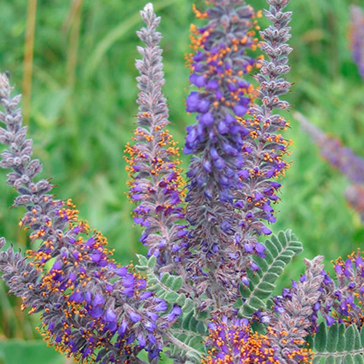 115 Seeds Lead Plant Drought Tolerant Perennial Amorpha canescens GroCo USA