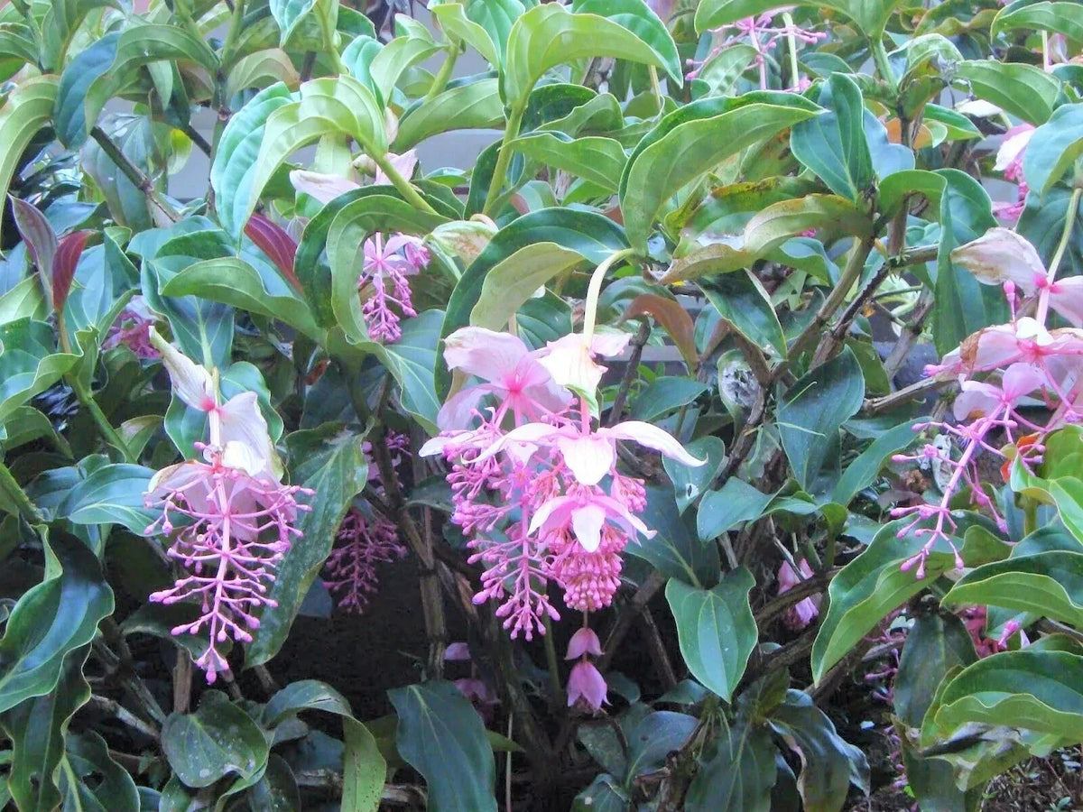 Royal Chandelier Medinilla Plant | Live Well Rooted Starter Plant | Rare Exotic Variety | Medinilla magnifica