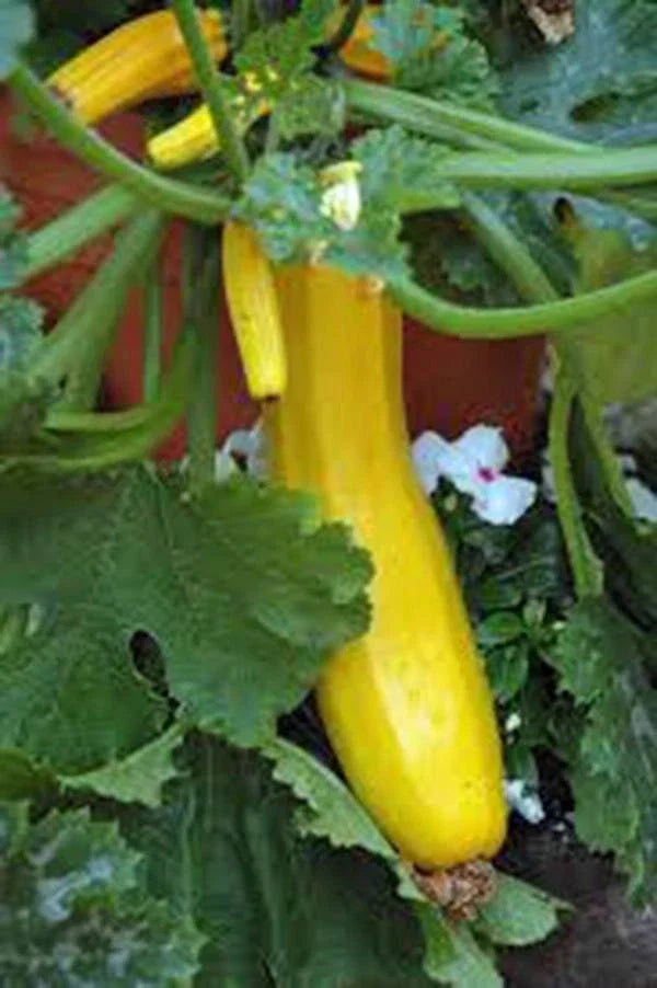 Squash Seed 500 Seeds Early Prolific Straight Neck Squash Heirloom Cucurbita pepo