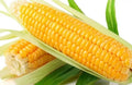 Sweet Golden Bantam Corn Seeds - 120+ Heirloom Organic Non-GMO - Fresh Sweet Corn Seeds (Zea mays)