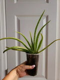 Aloe Vera Plant 10" Organic, Aloe Barbadensis, USA Grown, Miracle Plant, Rooted Aloe