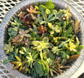 30 Succulent Cuttings Tiny Mini 1-2" Assorted Varieties for Fairy Garden - Ideal for Terrariums and Craft Projects