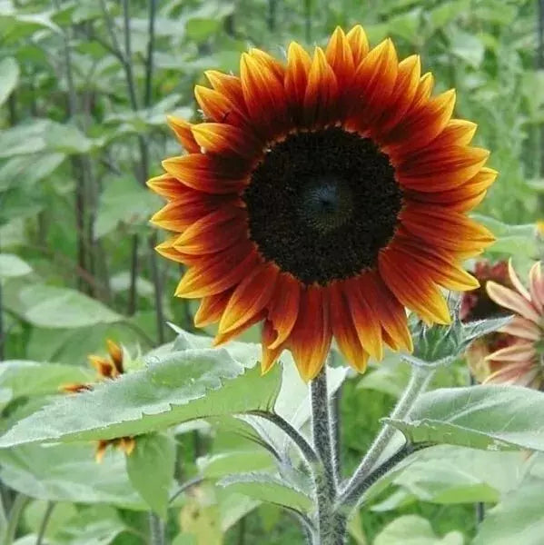 50+ Heirloom Earthwalker Sunflower Seeds - Colorful Rare Varieties - Perfect for Gardens and Pollinator Attracting