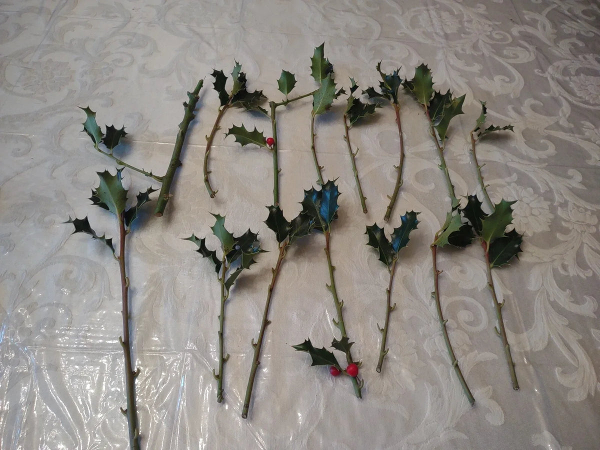 15 American Holly Cuttings (Ilex opaca) | Organic, Fresh, Unrooted | Evergreen Tree Starts | Christmas Holly | Live Plant