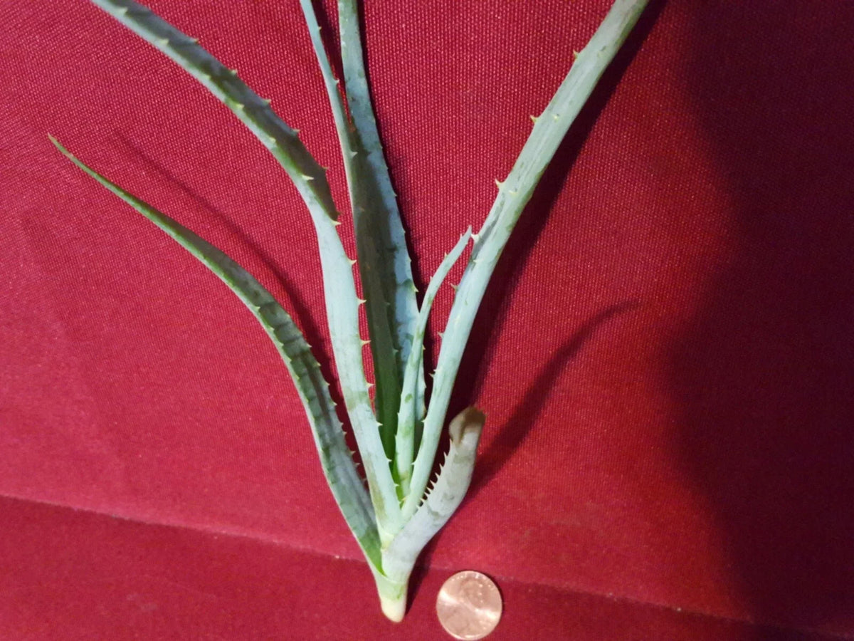 Blue Elf Aloe Live Plant Cutting 6-8 Inch - Aloe 'Blue Elf'