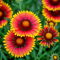 Indian Blanket Flower Seeds | 600+ Heirloom Non-GMO | Gaillardia pulchella | Hummingbird Friendly