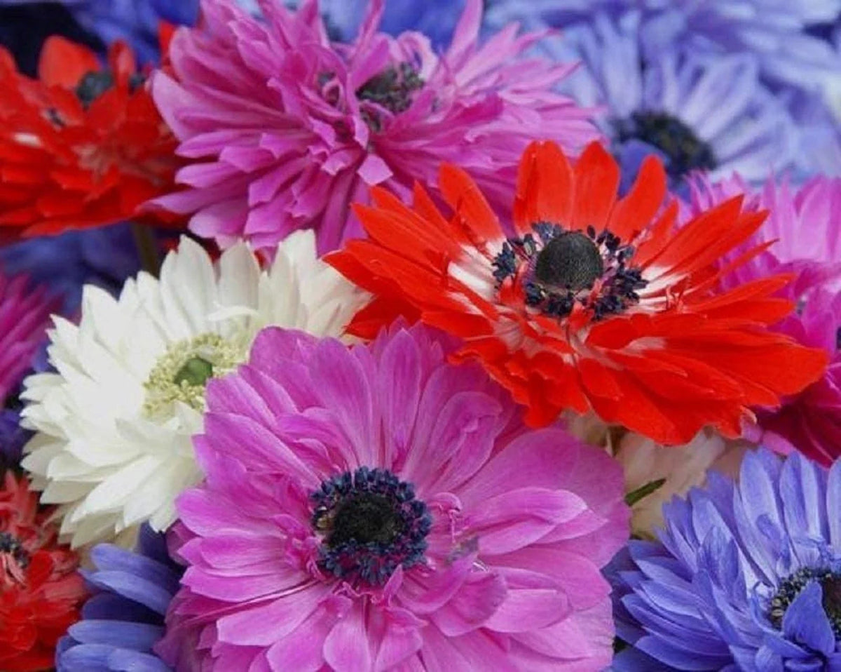 Anemone Flower Bulbs - 15 Mixed Colors, Semi-Double Petals - Anemone coronaria