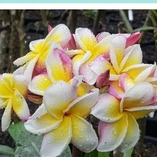 Plumeria Plant 30-40 cm Nakaraj Rooted Cutting - Tropical Flowering Plant, Fragrant Blooms, Garden Decor