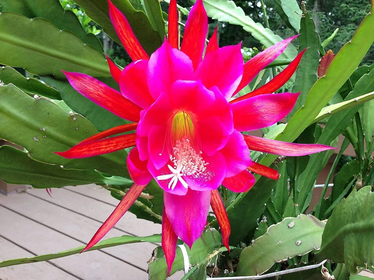 Rosy Swirl Orchid Cactus Cuttings - Epiphyllum - 2 Cuttings + Free Small Cutting - Perfect for Indoor Gardening