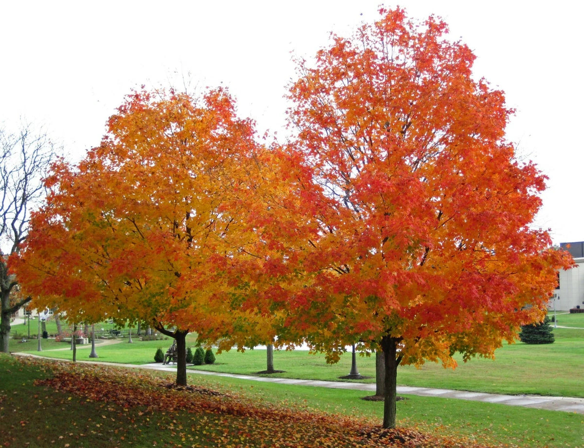 Sugar Maple Seeds - 20 Count, Acer saccharum - Southern Variety for Planting