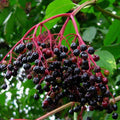 Johns Elderberry Cuttings Unrooted - Sambucus Bush Shrub - Perennial Medicinal Plant