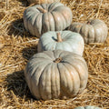 Jarrahdale Pumpkin Seeds - 25+ Pack for Garden Planting - Cucurbita maxima - Heirloom Variety, USA Grown