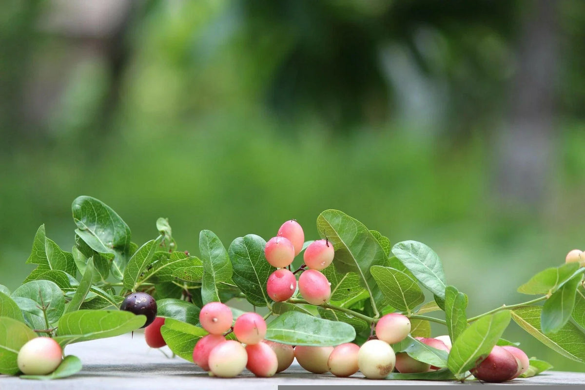 Indian Cherry Seeds - 20 Pack - Rhamnus caroliniana - Deciduous Tree Seeds for Planting