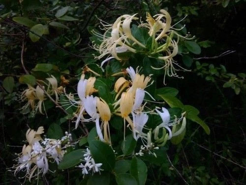 Japanese Honeysuckle Vine 5 Live Rooted Plants Heirloom Lonicera japonica Fragrant Southern Alabama Heritage