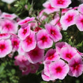 Brilliant Phlox Seeds | 50-500 Count | Flower Seeds | Phlox paniculata | Garden Planting Supplies
