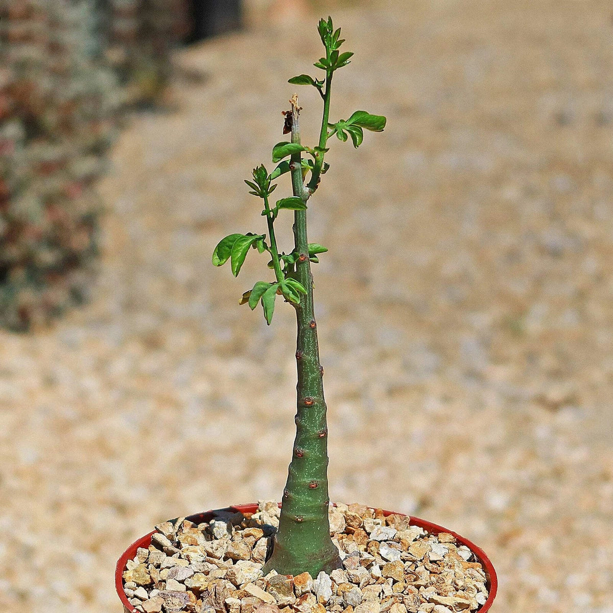Adenia glauca Cactus Plant | Live Succulent | Unique Green Growth
