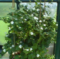 Maid of Orleans Jasmine Starter Plant - Jasminum sambac - Rooted, Extremely Fragrant, 2-8 Inches Tall, Well-Rooted Plant
